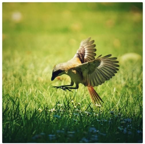 鸟不想飞是什么原因_鸟突然不飞怎么办