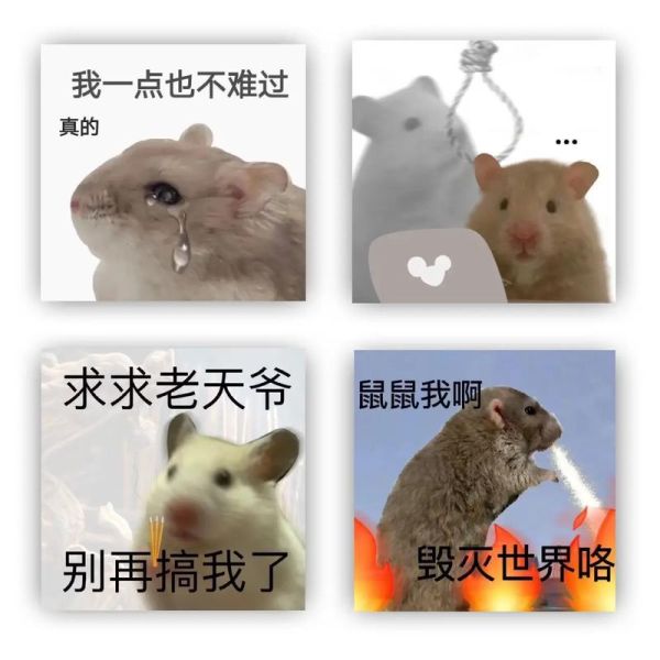 嗷嗷叫是什么意思_网络用语嗷嗷叫的出处