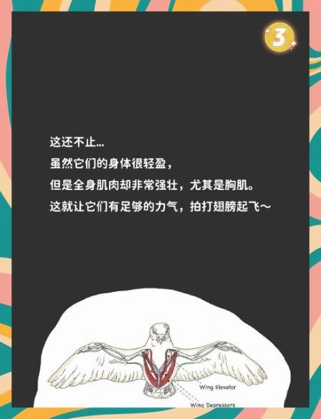 鸟不想飞是什么原因_鸟突然不飞怎么办