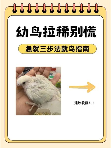 鸟不想飞是什么原因_鸟突然不飞怎么办