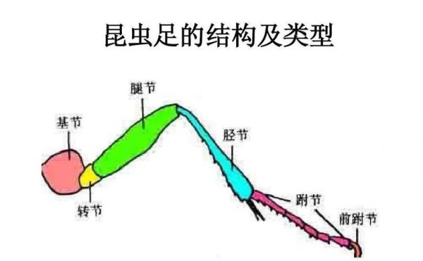 虫子行进路线有规律吗_如何观察虫子行进轨迹