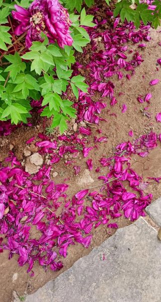 凋落是什么意思_植物凋落的原因有哪些