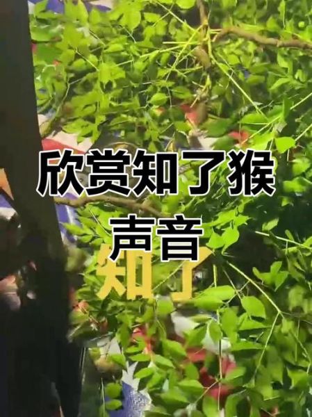 知了声音像什么_知了叫声怎么形容