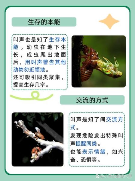 知了声音像什么_知了叫声怎么形容