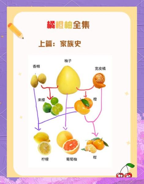 柚子同心是什么意思_柚子同心词语用法解析