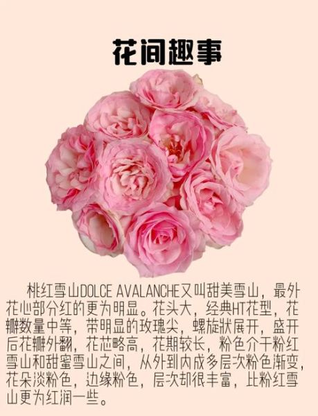 桃红功效与作用_桃红和玫瑰区别