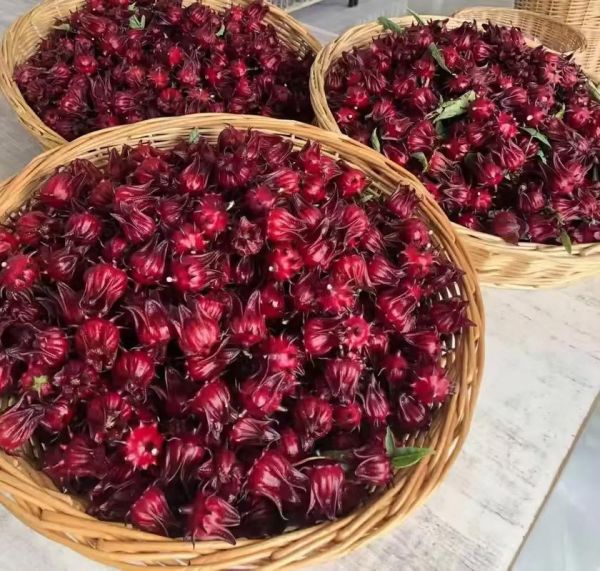 桃红功效与作用_桃红和玫瑰区别