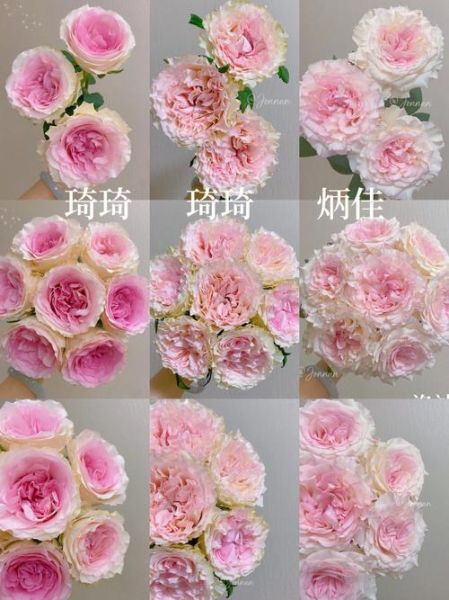 桃红功效与作用_桃红和玫瑰区别