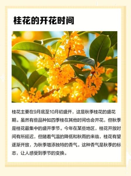 桂花什么时候开_桂花花期有多长