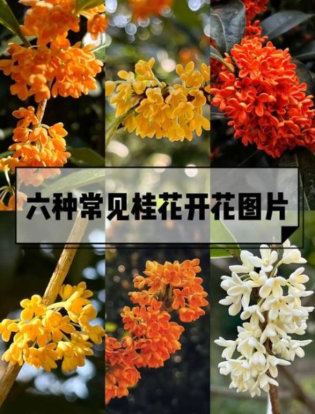 桂花什么时候开_桂花花期有多长