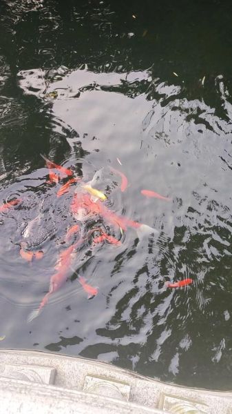 鱼游动的姿态有哪些_鱼游动时为什么如此灵活