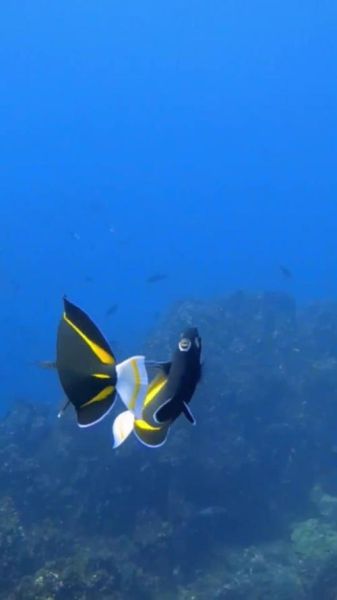 鱼游动的姿态有哪些_鱼游动时为什么如此灵活