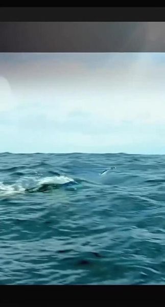 鱼游动的姿态有哪些_鱼游动时为什么如此灵活