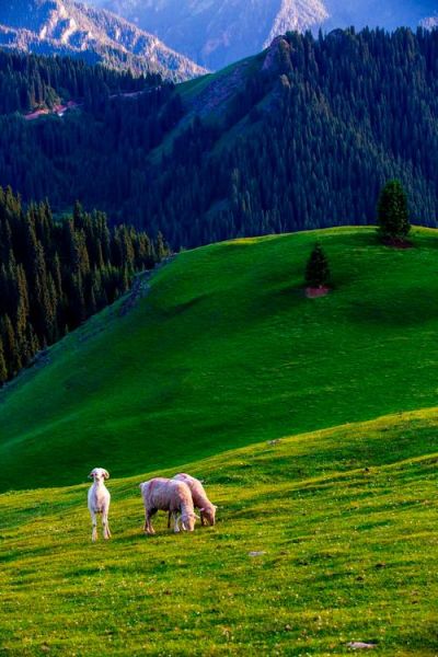 草原绿色词语有哪些_草原绿色词语怎么写