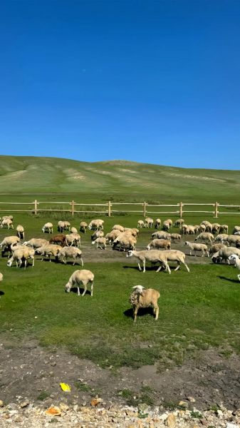 草原绿色词语有哪些_草原绿色词语怎么写