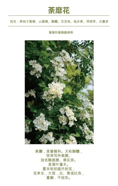 荼蘼花语是什么_荼蘼花期多久