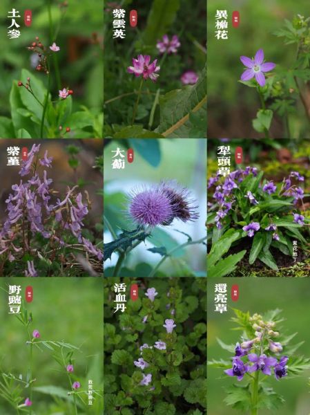 野花有哪些种类_野花怎么种植