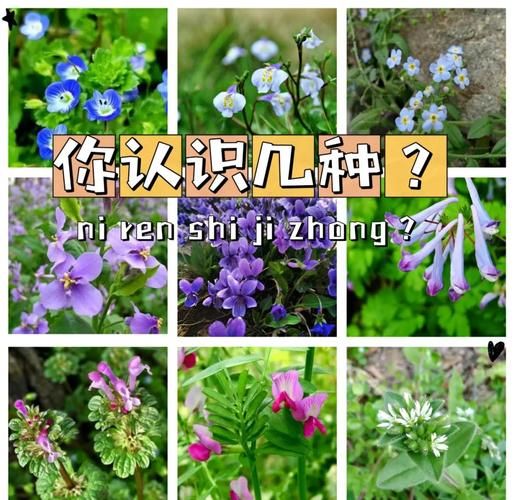 野花有哪些种类_野花怎么种植