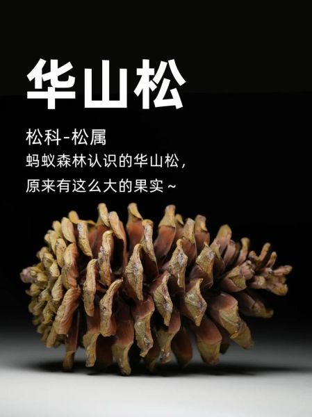 乔松是什么植物_乔松和华山松的区别