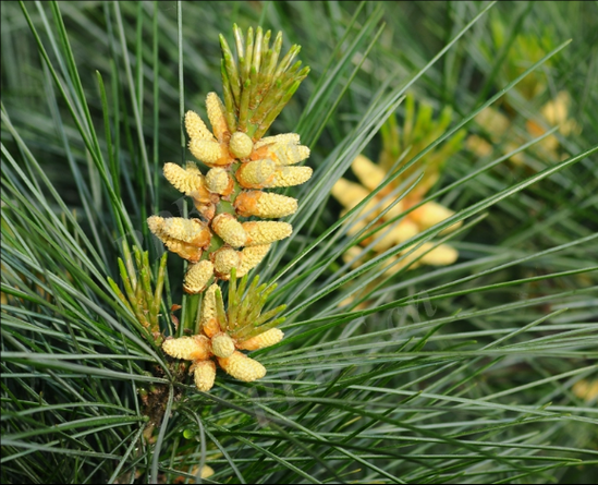 乔松是什么植物_乔松和华山松的区别