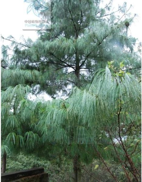 乔松是什么植物_乔松和华山松的区别