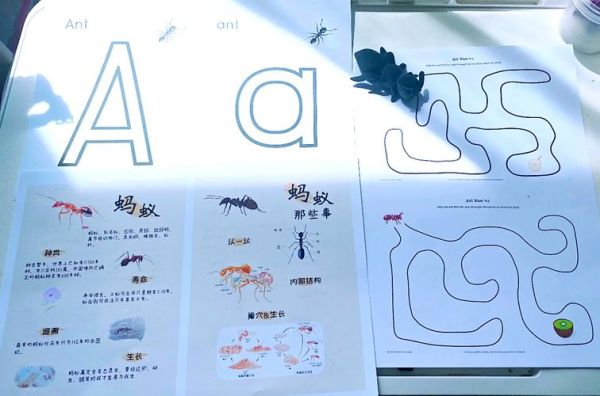 蚂蚁爬行速度有多快_蚂蚁搬家路线怎么规划