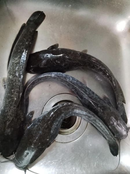 鲶鱼怎么做好吃_鲶鱼炖豆腐的做法