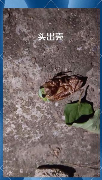 知了怎么养殖_知了养殖周期多久