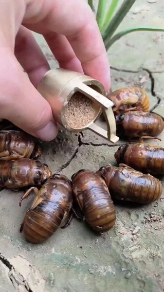 知了怎么养殖_知了养殖周期多久