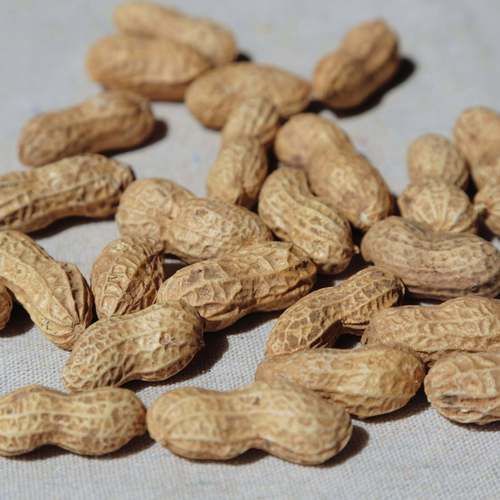 花生外壳长什么样_花生表面纹路有哪些