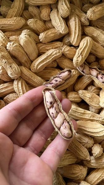 花生外壳长什么样_花生表面纹路有哪些