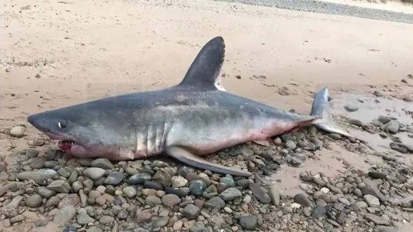 鲨鱼怕什么颜色_鲨鱼攻击人类的原因