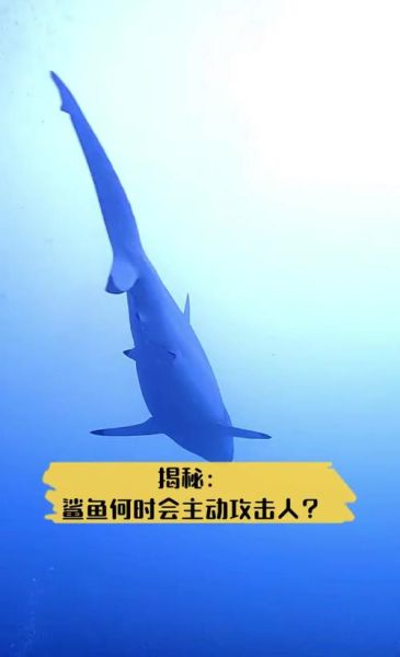 鲨鱼怕什么颜色_鲨鱼攻击人类的原因