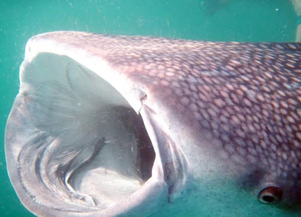 鲨鱼怕什么颜色_鲨鱼攻击人类的原因