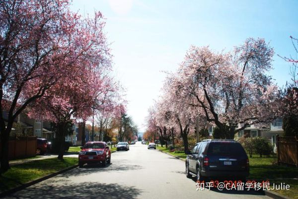 国枫移民怎么样_国枫移民靠谱吗