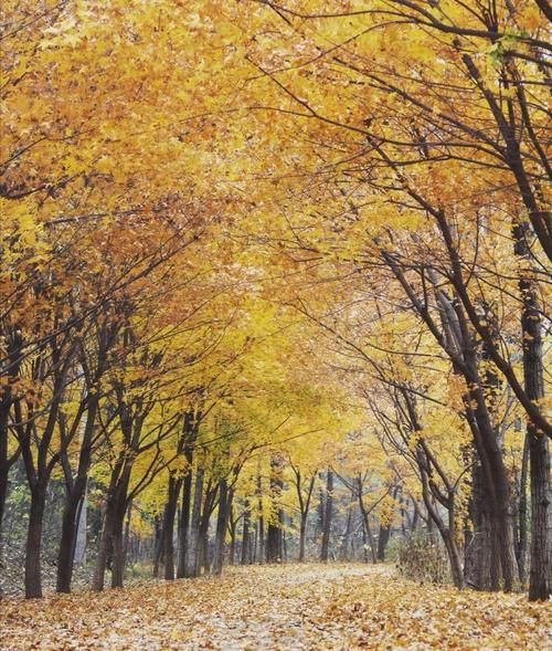 秋风嘻嘻是什么意思_秋风嘻嘻的出处与用法