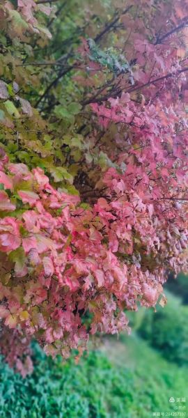 秋风嘻嘻是什么意思_秋风嘻嘻的出处与用法