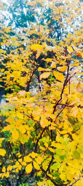 秋风嘻嘻是什么意思_秋风嘻嘻的出处与用法