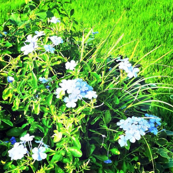 淡蓝是词语吗_淡蓝算不算形容词