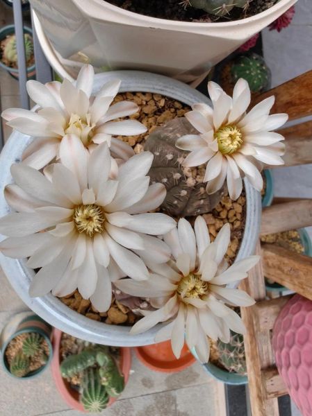 仙人的仙组词语有哪些_仙字词语怎么造句