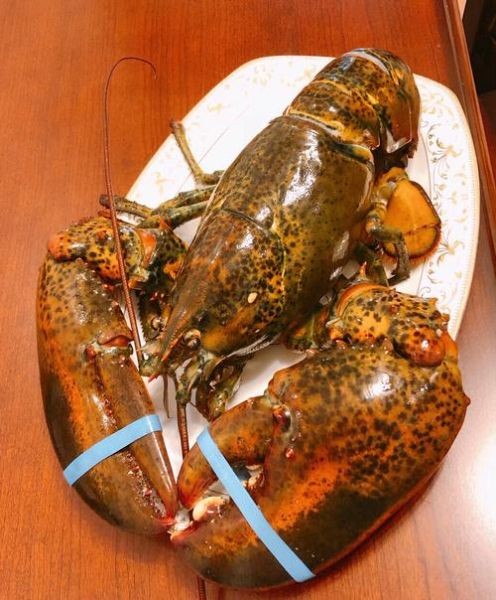 波士顿龙虾怎么做才好吃_波士顿龙虾蒸多久
