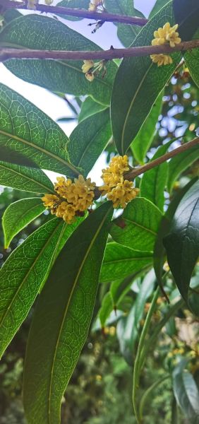 桂花很香是什么原因_桂花很香能持续多久