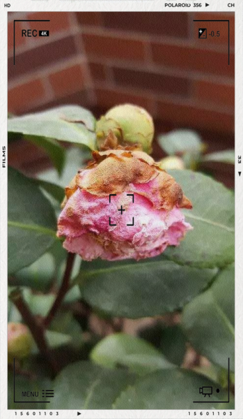 花为什么会凋谢_如何让花期延长