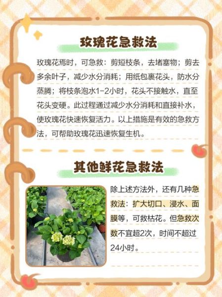 花为什么会凋谢_如何让花期延长