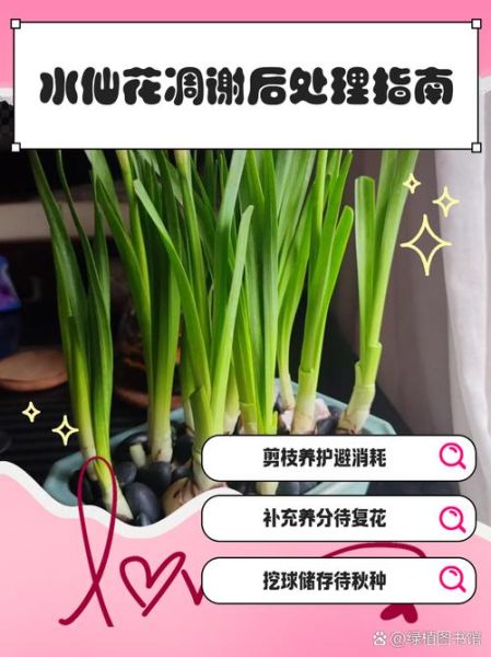 花为什么会凋谢_如何让花期延长