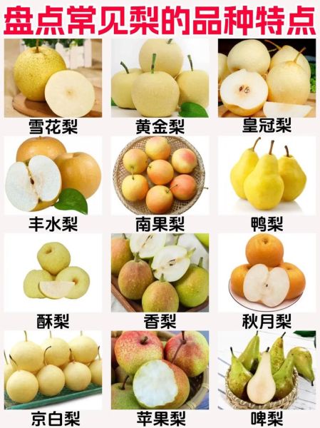 梨颜色词语有哪些_梨颜色词语怎么写