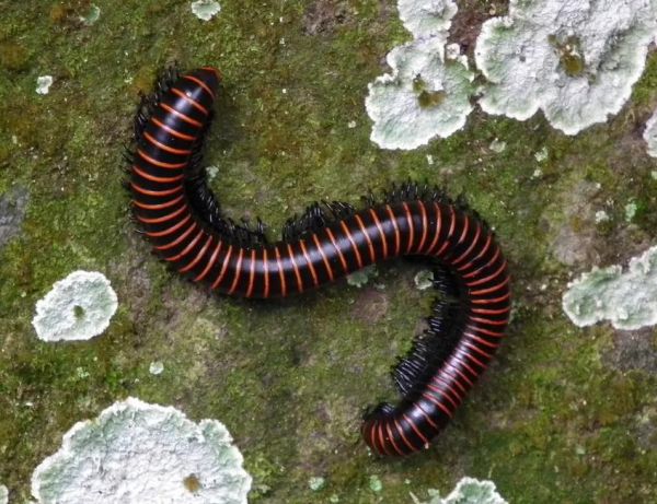 播放虫是什么_播放虫怎么彻底删除