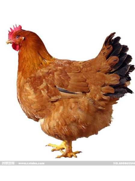 母鸡长什么样_母鸡外貌特征有哪些