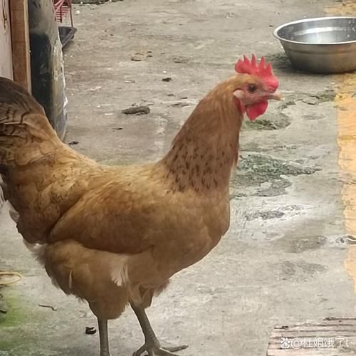 母鸡长什么样_母鸡外貌特征有哪些