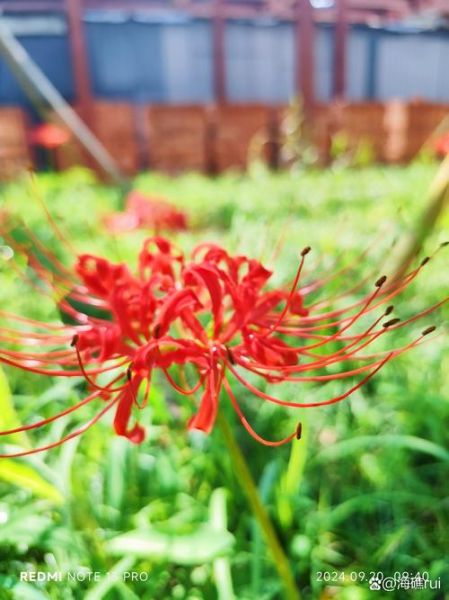 红如火是什么意思_红如火的象征意义